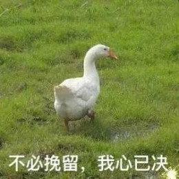 网红比心鸭子表情包哪里有最新最全比心鸭子表情包分享