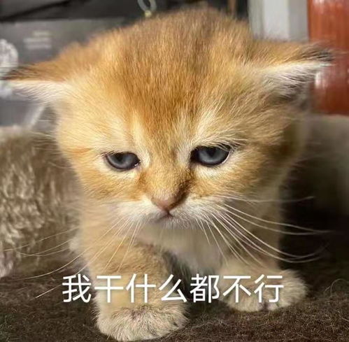分享一波图片吧,自己家小宝贝的表情包