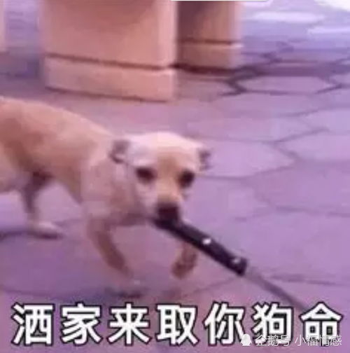 骂对象必备表情包,怼到他怀疑人生,大猪蹄子媳妇儿我错了