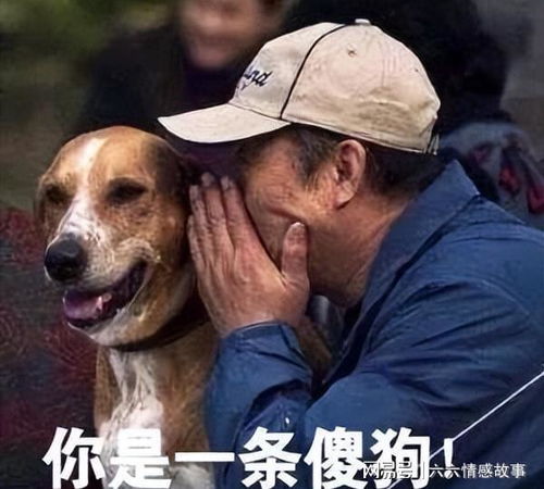 狗狗和人一起生活,真的能听懂人话吗实验告诉你真相