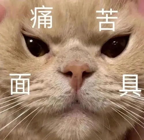 表情包上流社会的小把戏罢了