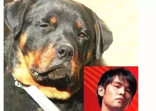 贝克汉姆都爱的表情包,原来是来自于它