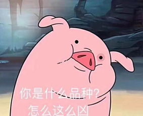 喂猪吃手表情包周冲