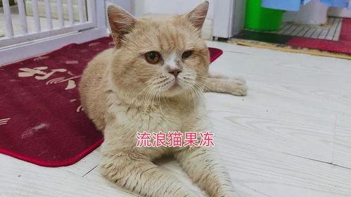 救助人第一次拿玩具和两只流浪猫玩,没想到这两只猫是这样的反常