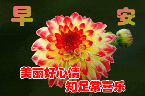 1月26日最漂亮早上好动态表情图片大全,早上好动图美图大全