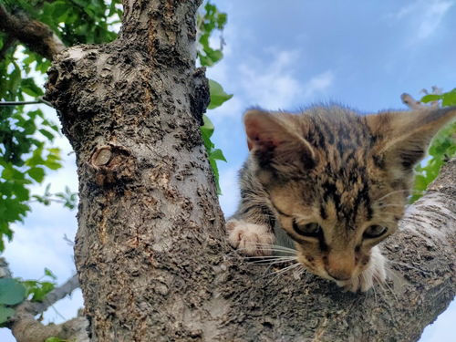 萌猫表情包