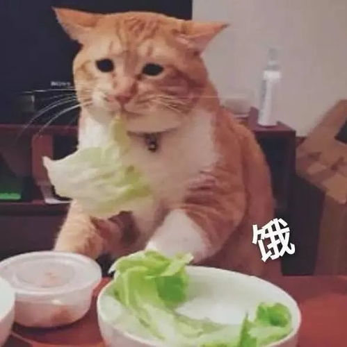 在最热猫咪表情包大合集速收
