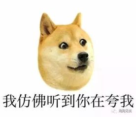 铲屎官与宠物的颜值的大比拼来比比呀