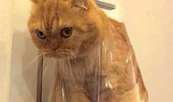 橘猫偷吃小鱼干,被主人关禁闭,表情亮了铲屎的你皮痒了