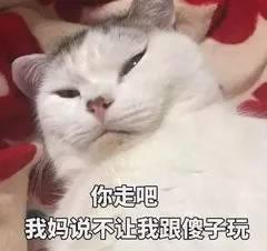 哈士奇不一定拆家,但猫咪一定会磨爪子该怎样避免猫咪拆家呢