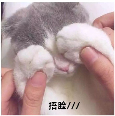 狗蹦迪跳舞表情包gif