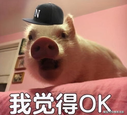 懒猪图片表情包李浩