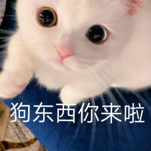 网红猫咪小奶猫蛋崽表情包二