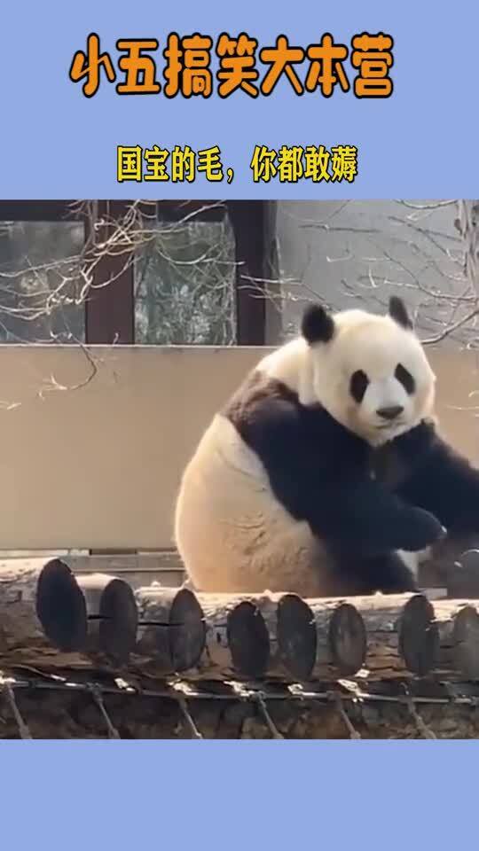 小鸟为筑鸟窝,竟然薅熊猫的毛,你这是在玩火