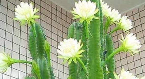 这3种花,一个星期不浇水,还依然开花,还能吸收二氧化碳