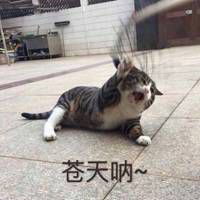 苍天呐大地呀表情包微信头像图片大全