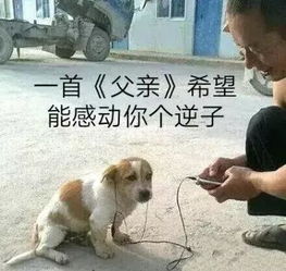 今日表情包朕,不允许你聊天输给别人
