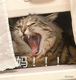 不怕老班的威武,就怕吵架对手不正经