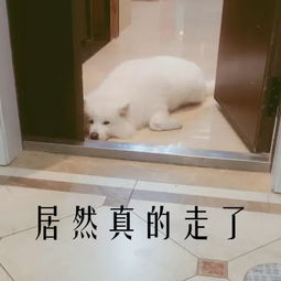 图集丨有了这套表情包,再也不怕撩男神时的尬