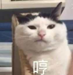 每天吸猫一小时,身体掏空一辈子