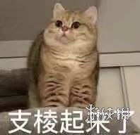 我得支棱起来的表情包