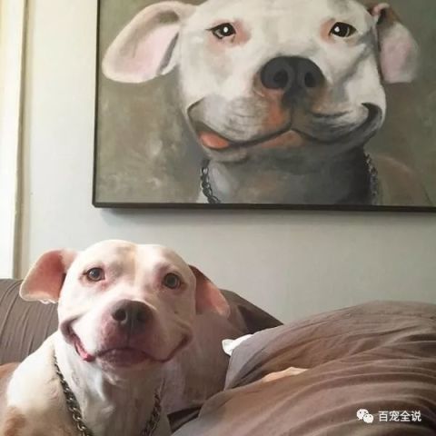 流浪狗自从被好心人收养后,脸上的灿烂笑容就从未停止过