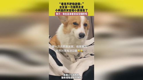 7月29日,广东,看我不把你迷倒女友第一次到男友家,小柯基的笑容和小表情亮了,狗子你也是来看...