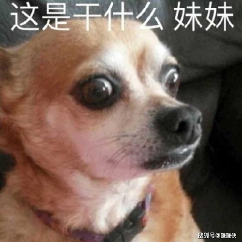 老司机表情包图片方向盘给你,你来开车