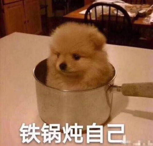 下毒抡锤翻墙撬锁......霸道总裁大乱斗,让人目瞪狗呆