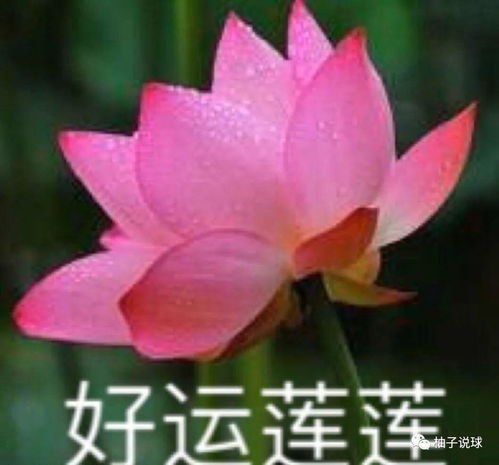 521图片表情包莲花