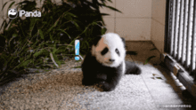 表情福利贴有些熊成了网红,但有些熊却成了表情包超萌滚滚秀表情