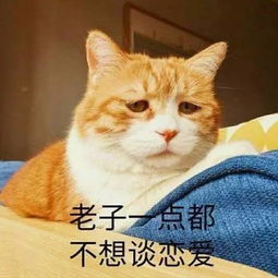 著名网黄猫日表情包