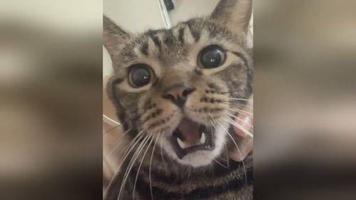 小猫咪被主人偷亲,露出一脸惊讶的表情网友这是用多大劲