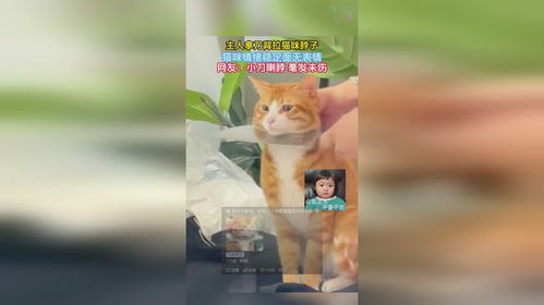 主人拿刀背拉猫咪脖子,猫咪情绪稳定面无表情,网友小刀喇脖毫发未伤