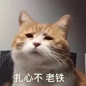 人类语言太无力,我就喜欢用猫咪表情包diss世界