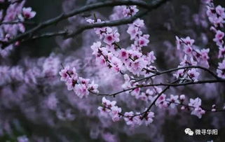 三生三世十里桃花在华阳
