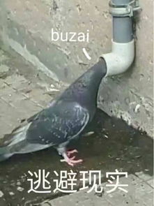 都是鸽们表情包原图