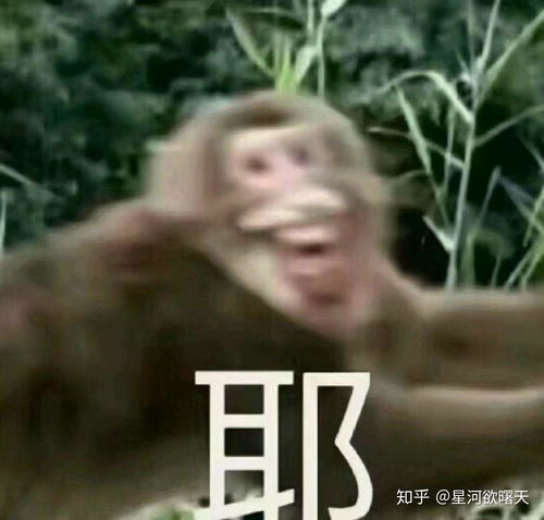 网红黑帽悬猴表情包表情