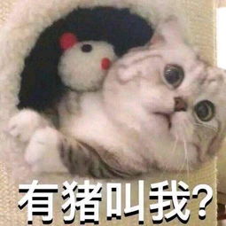 斗图表情包刚睡醒,什么事