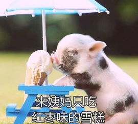 春节可以怎么约