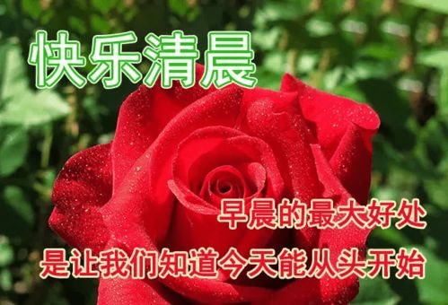 早安吉祥一心牵挂的是朋友,一触即发的是祝福,早安