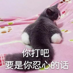 萌猫表情包丨你舍得打我吗搜狐宠物搜狐网