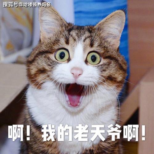 你家的猫脾气差,爱咬人看看别人家的小猫是怎样变成嘤嘤怪的