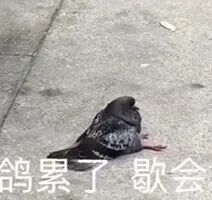 年轻人放鸽子专用表情包都是哥们儿姐妹,我怎么会鸽你呢