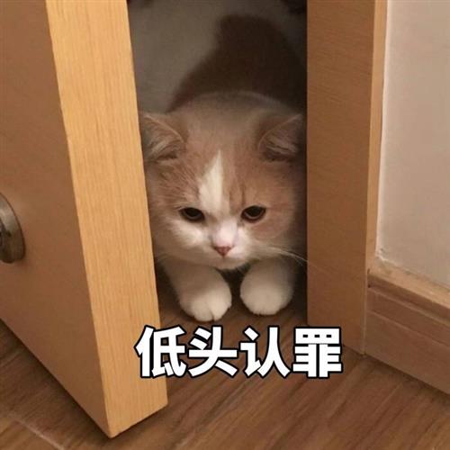 猫咪早安表情包早安