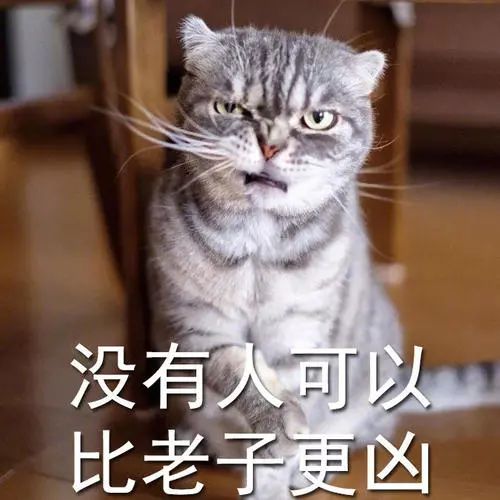 救命表情包图片猫咪