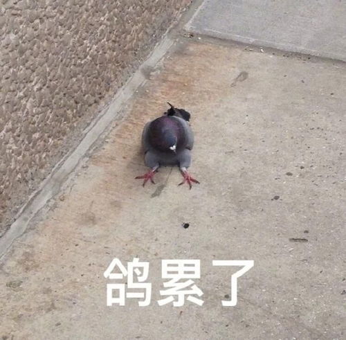 搞笑gif带女朋友出去玩一刹车就成这样了