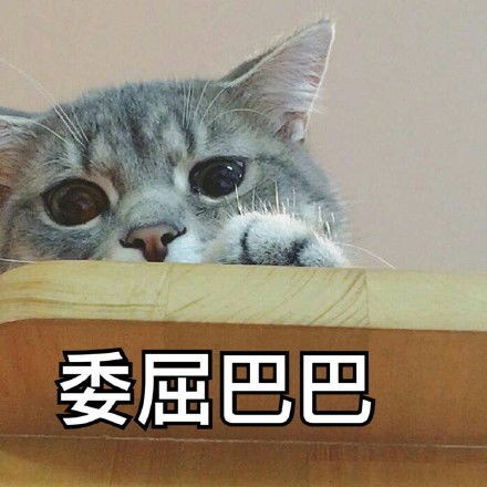 表情包心情简单萌猫