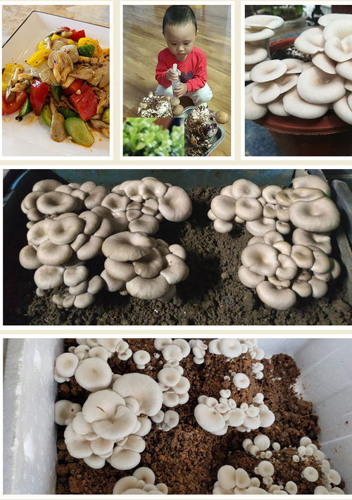 蘑菇菌包食用菌阳台室内家庭种植蘑菇菌种菌包菇种植