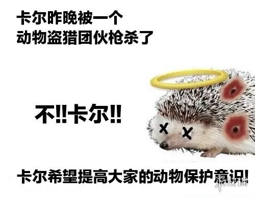小刺猬卡尔表情包分享小刺猬卡尔表情包大全